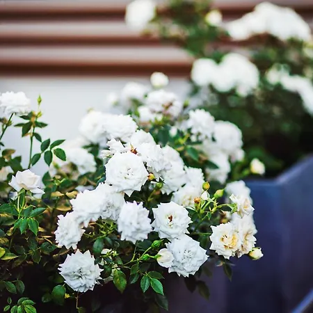 Hallerowo Appartement